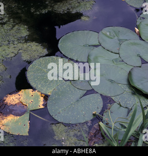 Water Lilies Nymphaea alba sur étang avec certaines infections foliaires et une couverture de la croissance des algues de mauvaises herbes Banque D'Images