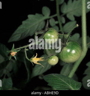 Fleurs Feuilles et fruit vert de la tomate variété jardiniers Delight Banque D'Images