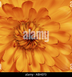 Châssis complet gros plan d'une fleur de souci Calendula officinalis Banque D'Images