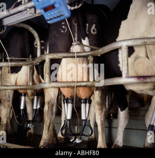 Cluster de machine à traire sur le pis d'une vache Holstein Friesian être traite Banque D'Images