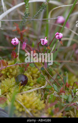 Fleurs de Cranberry croissant sur les tourbières bombées Moss Heysham Banque D'Images