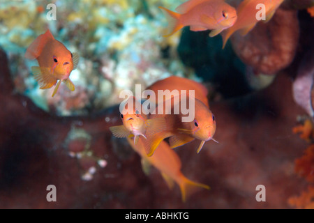 Scalefin anthias Pseudanthias squamipinnis, femme, Banque D'Images
