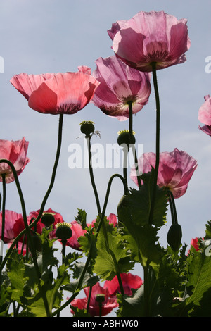 Coquelicots dans des tons de rose poussant sur des tiges, l'image prise à partir de ci-dessous pour laisser la lumière briller à travers Banque D'Images