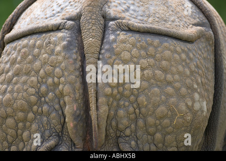 Rhinocéros indien Rhinoceros unicornis Banque D'Images