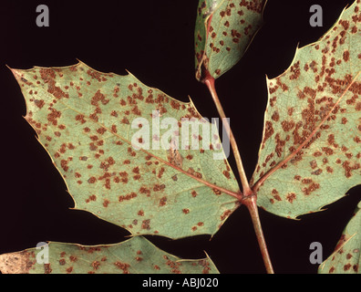 Mirabilissima Cumminsiella Mahonia rouille sur la face inférieure des feuilles de mahonia Banque D'Images