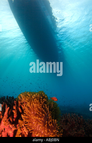 Anémone de mer magnifique autour de l'île de Bunaken Banque D'Images
