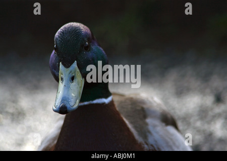 Canard colvert, Loch Lomond, Ecosse, Royaume-Uni. Banque D'Images