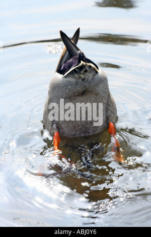 Canard colvert mâle, Anas platyrhynchos, Blair Atholl, Ecosse, Royaume-Uni Banque D'Images