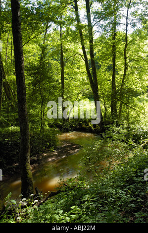 Arbres et rivière, Schaichtal, Bade-Wurtemberg, Allemagne Banque D'Images