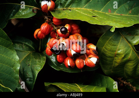 Forêt Amazonienne, au Brésil. Guarana (Paullinia cupana), une enveloppe rouge avec un noir et blanc berry riche en vitamine C ; utilisé comme tonique et pour aromatiser les boissons gazeuses. Banque D'Images