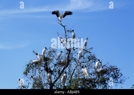 Pantanal, Mato Grosso, Brésil ; oiseaux de grande taille avec des corps blancs et grand bec dans un arbre. Banque D'Images