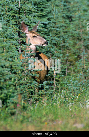 Une femme le cerf mulet se cachant dans des arbres à feuillage persistant dense Banque D'Images