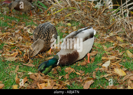 Deux canards se nourrissent d'herbe dans un jardin public Banque D'Images