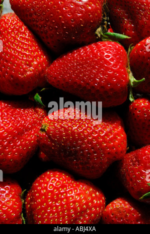 Fresh red Strawberries Banque D'Images