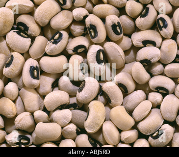 BLACK EYED PEAS STUDIO Banque D'Images