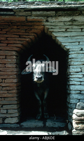 Le buffle d'eau en Inde Banque D'Images