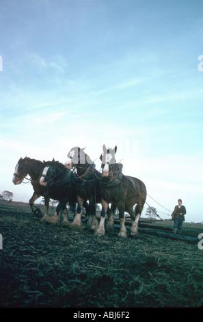 Shire chevaux labourant un champ agriculteur Banque D'Images