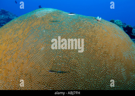 Cerveau tête de corail dans le golfe du Mexique au large de New York Banque D'Images