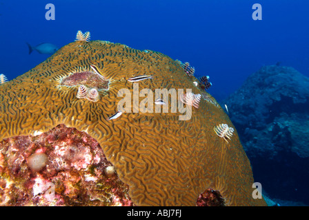 Cerveau tête de corail dans le golfe du Mexique au large de New York Banque D'Images