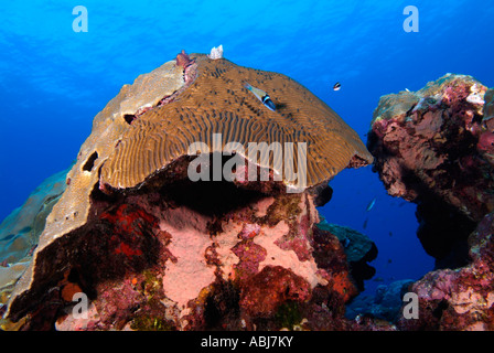 D'une tête de corail cerveau dans le golfe du Mexique au large de New York Banque D'Images