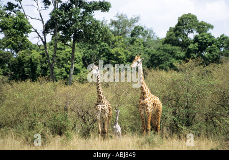 Masai Mara, Kenya. Paire de Girafe (Giraffa camelopardalis) avec jeune bébé dans les plaines. Banque D'Images