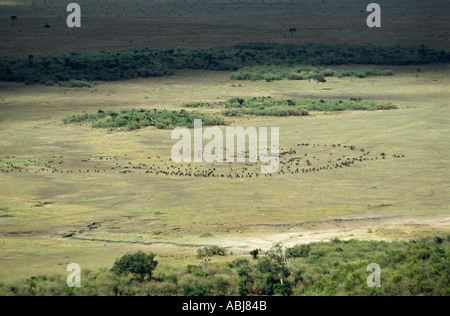 Masai Mara, Kenya. Le Gnou (Connochaetes taurinus, gnu) troupeau sur les plaines. Banque D'Images