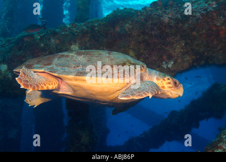 Une tortue à travers une plate-forme pétrolière dans le golfe du Mexique, au large de New York Banque D'Images