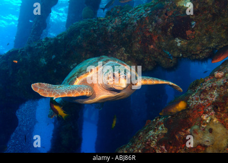 Une tortue à travers une plate-forme pétrolière dans le golfe du Mexique, au large de New York Banque D'Images