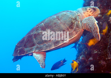 Une tortue à travers une plate-forme pétrolière dans le golfe du Mexique, au large de New York Banque D'Images