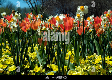 Champ de tulipes, narcisses, pensées dans l'Arboretum de Dallas Park Banque D'Images