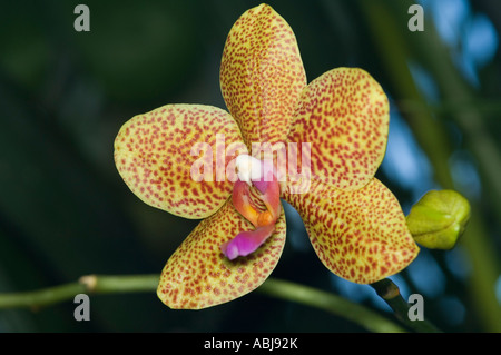 Libre d'une orchidée, fleur jaune et orange Banque D'Images