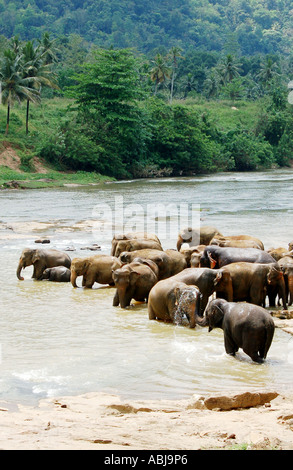 Troupeau d'éléphants d'alcool au point d'eau Banque D'Images