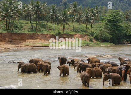 Troupeau d'éléphants d'alcool au point d'eau Banque D'Images