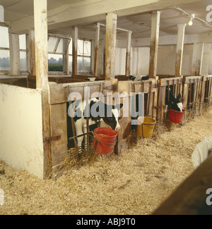 Veau génisse Holstein confinées à l'intérieur du comté de Lancaster en Pennsylvanie HUTCH Banque D'Images