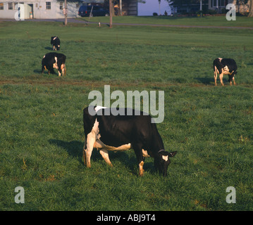 Au pâturage des vaches laitières Holstein en Pennsylvanie Banque D'Images