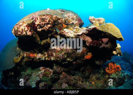 Tête de corail dans le golfe du Mexique, au large de New York Banque D'Images