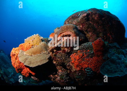 Tête de corail dans le golfe du Mexique, au large de New York Banque D'Images