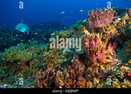 La vie marine dans le golfe du Mexique, ocean triggerfish Banque D'Images