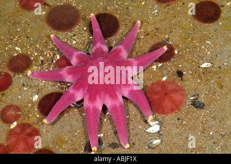 Sun star pourpre dans le golfe du Saint-Laurent, Nord du Québec Banque D'Images