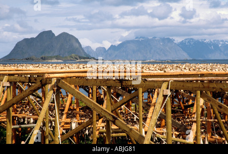 Crédit photo DOUG BLANE Norvège Lofoten Banque D'Images