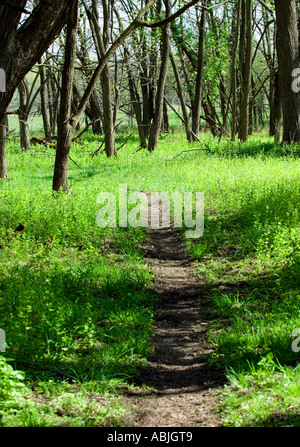 Sentier forestier Banque D'Images