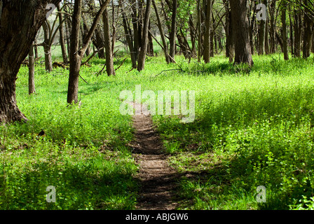 Sentier forestier Banque D'Images