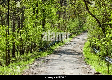 Road through Forest Banque D'Images