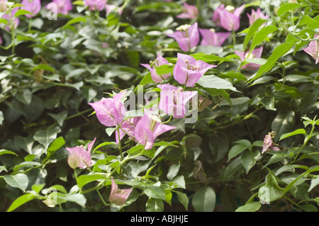 Fleurs violettes roses vibrantes de Bougainvillea glabra fleurissant parmi les feuilles vertes luxuriantes dans un jardin ensoleillé. Bel arbuste d'escalade ornemental. Banque D'Images