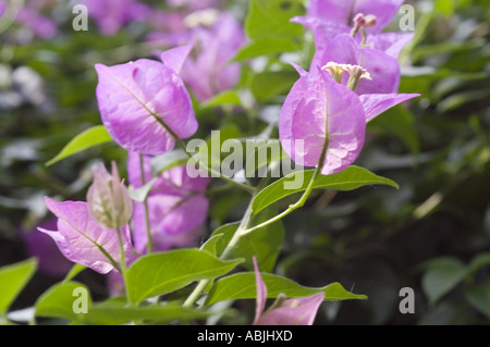 Gros plan des fleurs violettes roses vibrantes de Bougainvillea glabra avec des feuilles vertes luxuriantes dans un cadre de jardin. Banque D'Images
