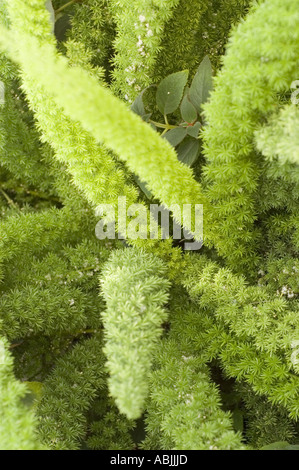 Fougère verte luxuriante Asparagus densiflorus Myersii feuillage, membre de la famille des Asparagaceae, montrant des frondes denses ressemblant à un panache dans un jardin. Banque D'Images
