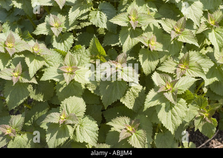 Gros plan du feuillage de l'anis Hyssop, de l'hysope géant violet ou de la menthe coréenne (Agastache rugosa) avec des feuilles vertes dentelées et des pointes pourpres. Banque D'Images