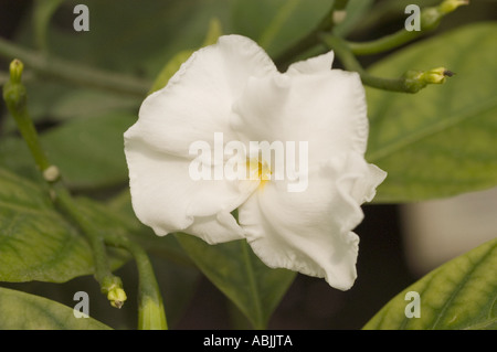 Gros plan d'une fleur blanche de jasmin crêpe (Tabernaemontana divaricata) de la famille des Apocynaceae, florissante en Inde. Banque D'Images