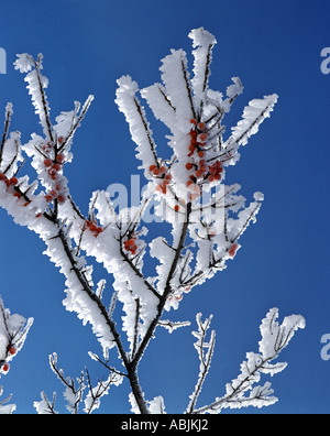 CH - ENGADIN : Détail de l'arbre d'hiver Banque D'Images