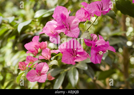 Fleurs violettes roses vibrantes de Bougainvillea glabra fleurissant sur une branche avec des feuilles vertes dans un jardin. Banque D'Images